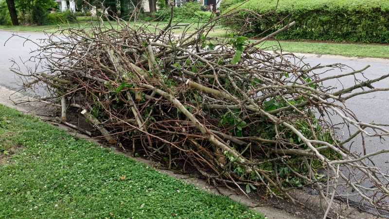 Fallen Branch Removal in Honolulu, HI