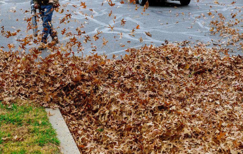 Professional Leaf Cleanup