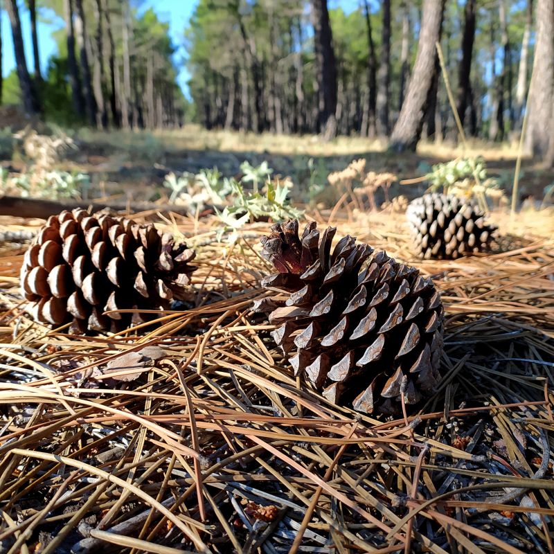 Pine Straw Raking in Ventura County, CA