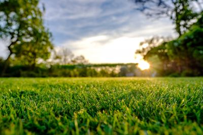 Keep Your Grass in Good Condition