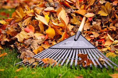 Leaf and Debris Removal!