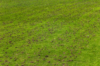 Lawn Aerating!