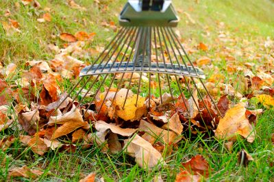 Leaf Raking